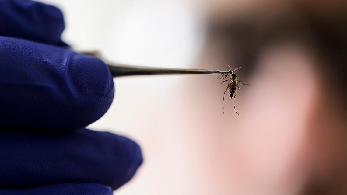 In this May 17, 2016, photo provided by the University of Wisconsin-Madison, Matthew Aliota, assistant scientist in the Department of Pathobiological Sciences in the School of Veterinary Medicine, works with a strain of Aedes aegypti mosquito in a research lab insectary in the Hanson Biomedical Sciences Building on the campus, in Madison, Wis. Aliota is an expert on mosquito-borne pathogens such as the Zika virus.