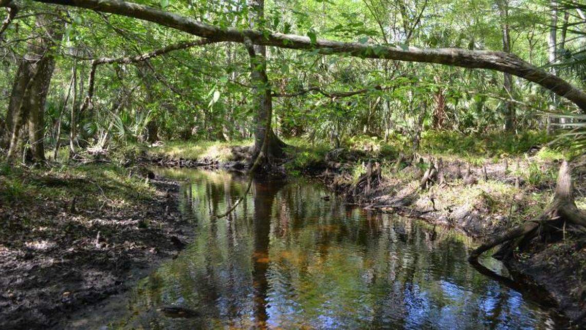 Nearly two dozen salamanders were found around blackwater streams in northeast Florida during two years of surveys, researchers said.
