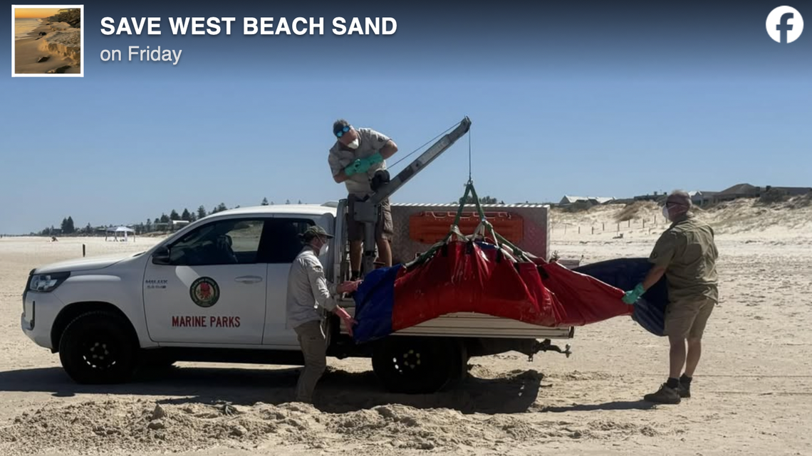 A rare dwarf sperm whale recently washed ashore in Adelaide, Australia, according to local news reports. Its cause of death is unknown.