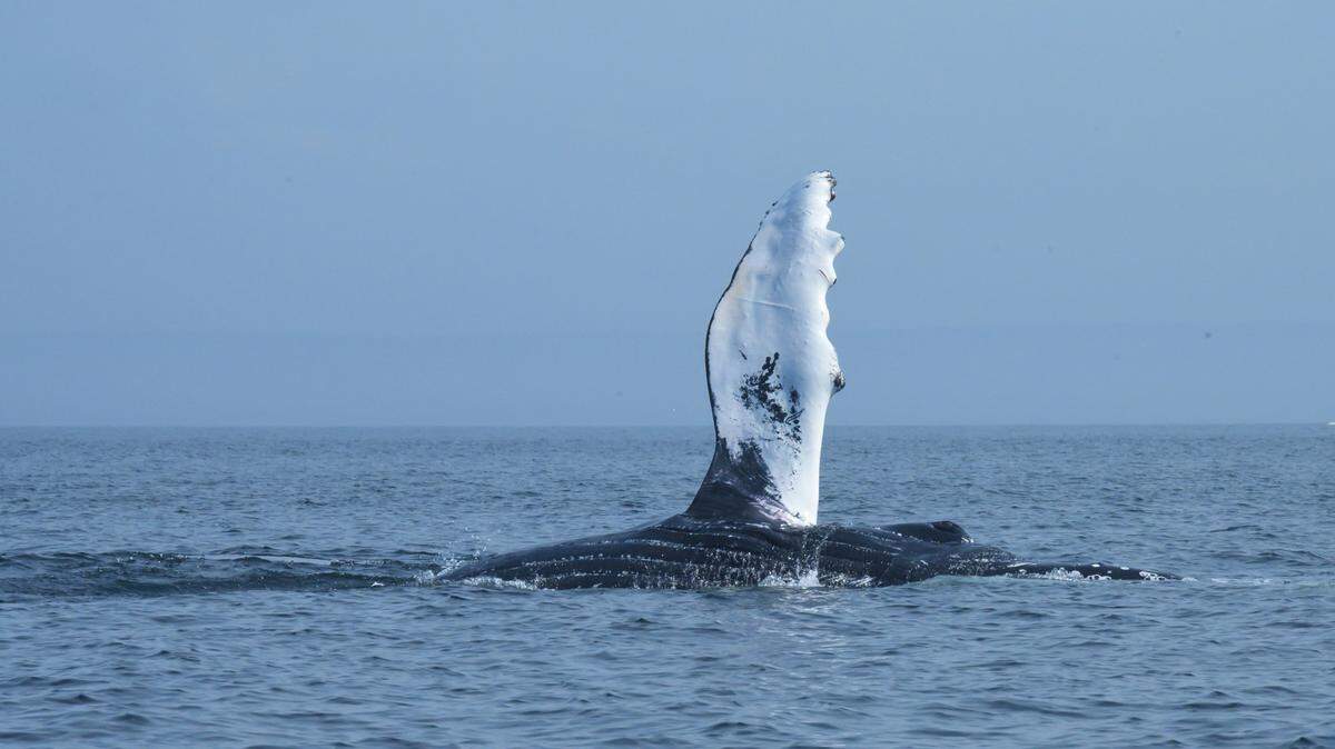Humpback whales are one of the few animals that manufacture and wield tools, according to a new study.