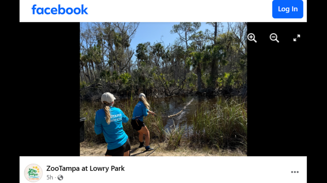 Rescuers from ZooTampa traveled to Florida’s Big Bend to rescue a juvenile manatee trapped in a pond.