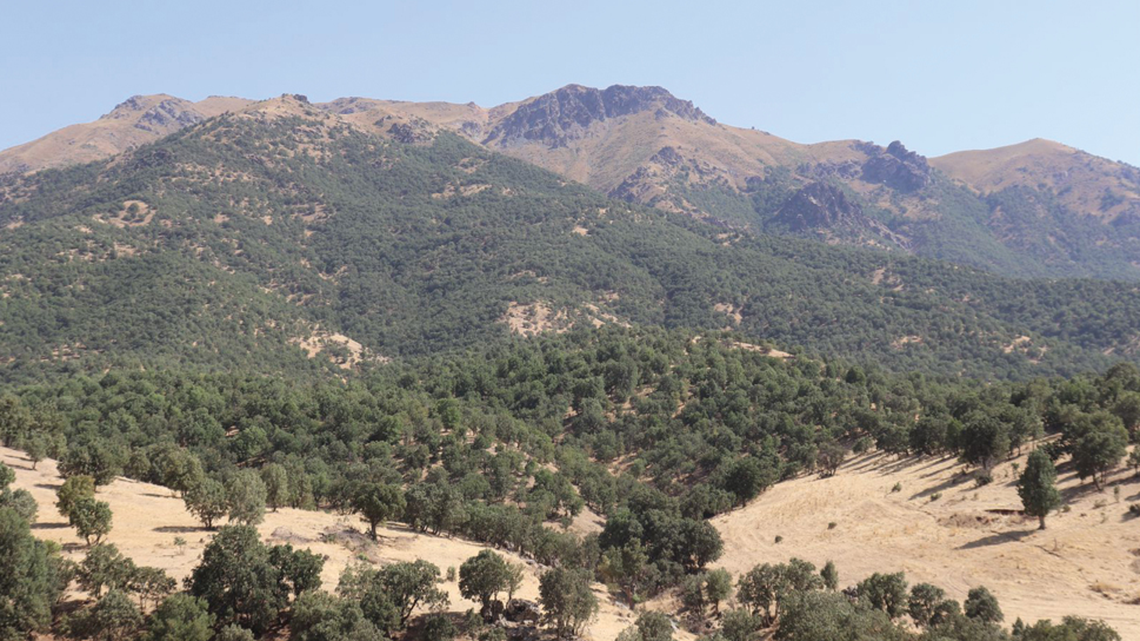 For the first time ever, a rare rat snake was recently documented in Iraq, according to a new study.