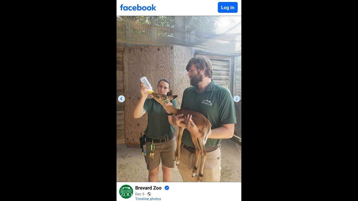 A baby impala rejected by her mom was united with a new mother impala who had just lost her own newborn, the Brevard Zoo said.