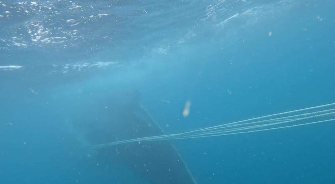 Lines attached to the whale