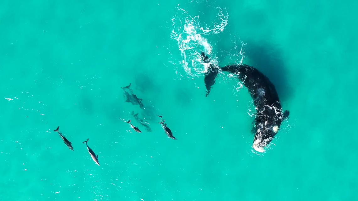 Whales and dolphins regularly engage in playful behavior, according to a new study.