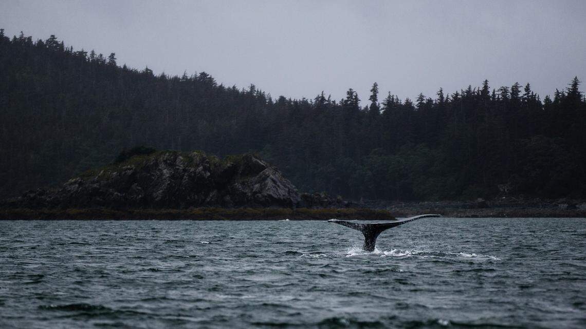 A humpback whale entangled in fishing gear was rescued during a multi-day operation off the coast of Canada, according to media reports.