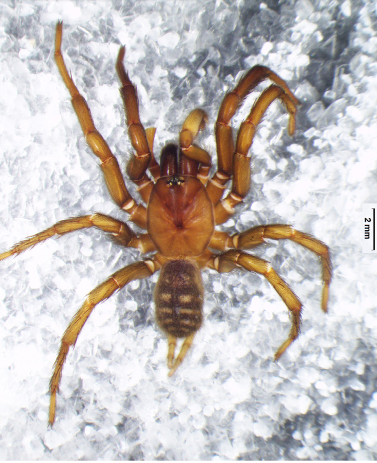 Macrothele nullispine