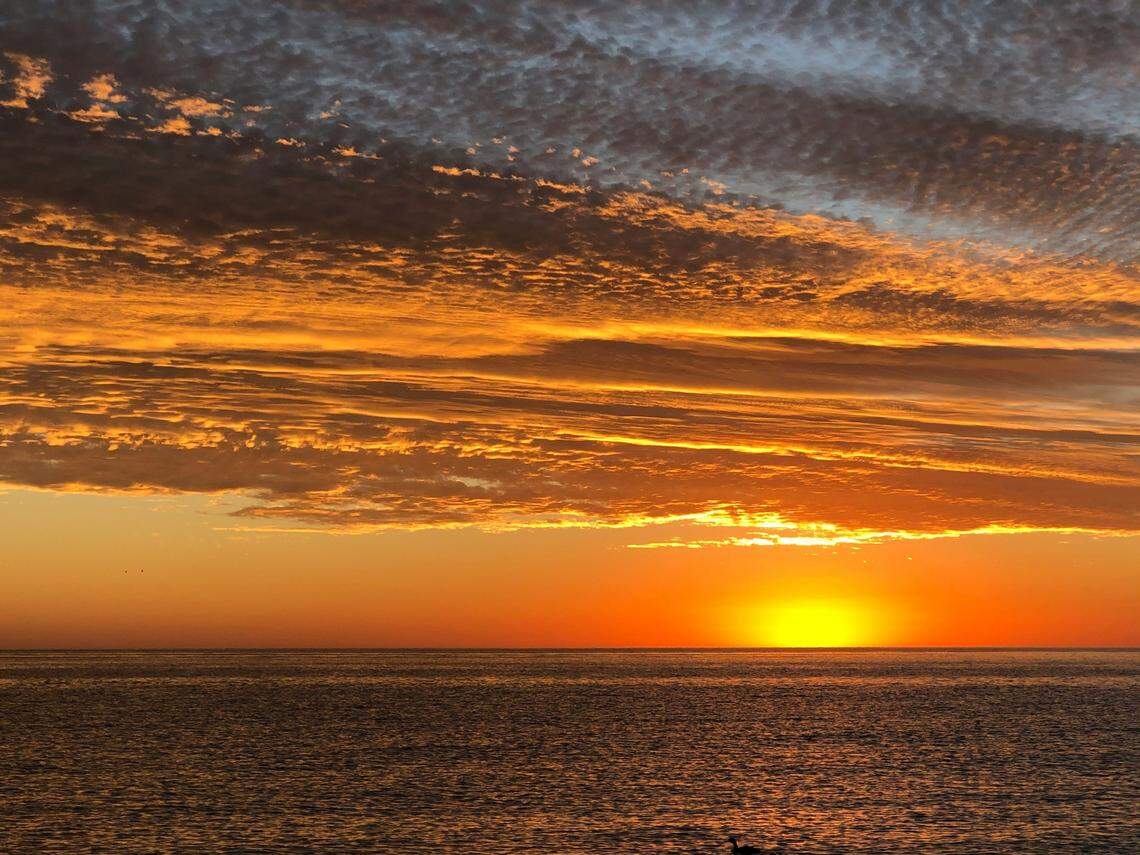 For the first time ever, orcas have been documented hunting sharks in a marine park off the coast of Mexico, researchers said.