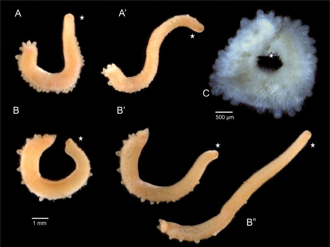 An Eleutheromenia bullescens, or bubbling solenogaster, as seen alive (orange) and dead (white).