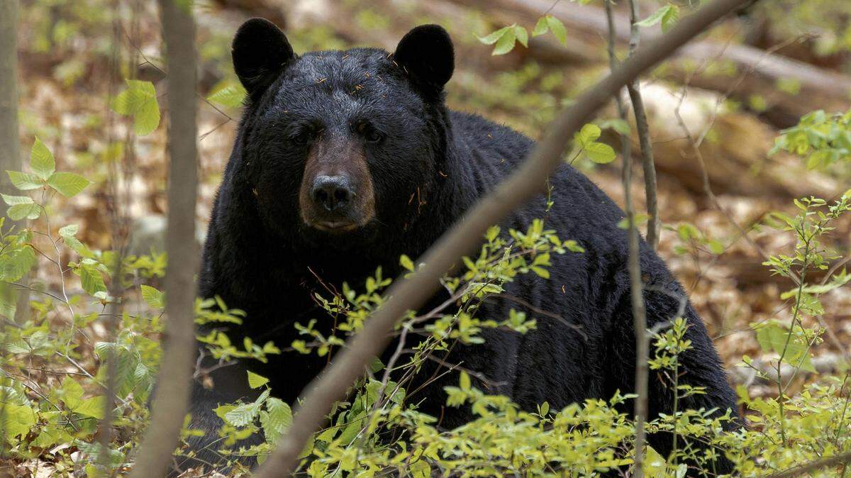 A bear (not the one pictured) attacked a man in the Florida Panhandle when the man was letting his dog out, authorities said.