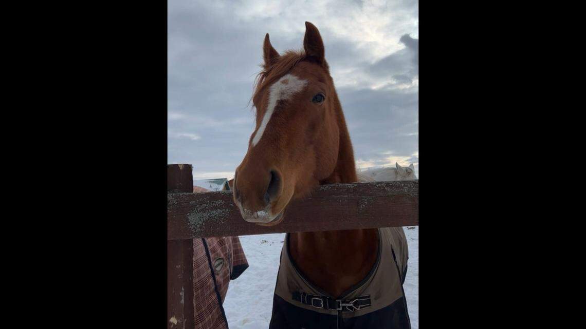 There’s a horse in Canada going viral on TikTok for her “metalhead” ways.