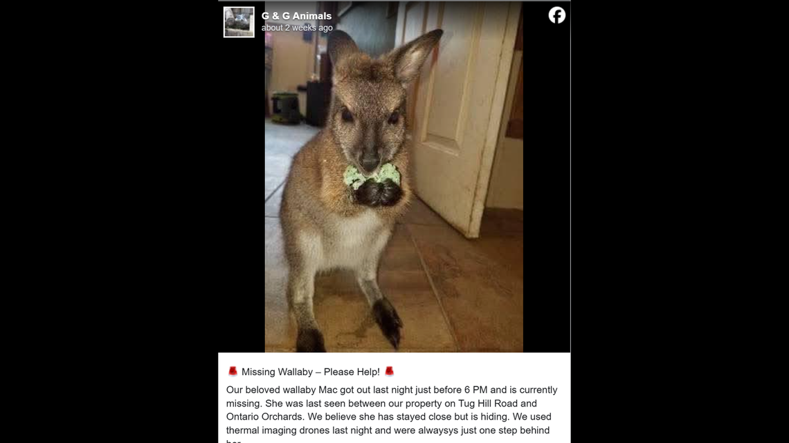 A runaway wallaby that evaded capture and led a New York town on a chase for more than a week is finally home.