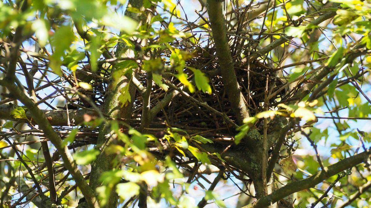 A nest (not the one pictured) fell to the ground with eaglets in Massachusetts.