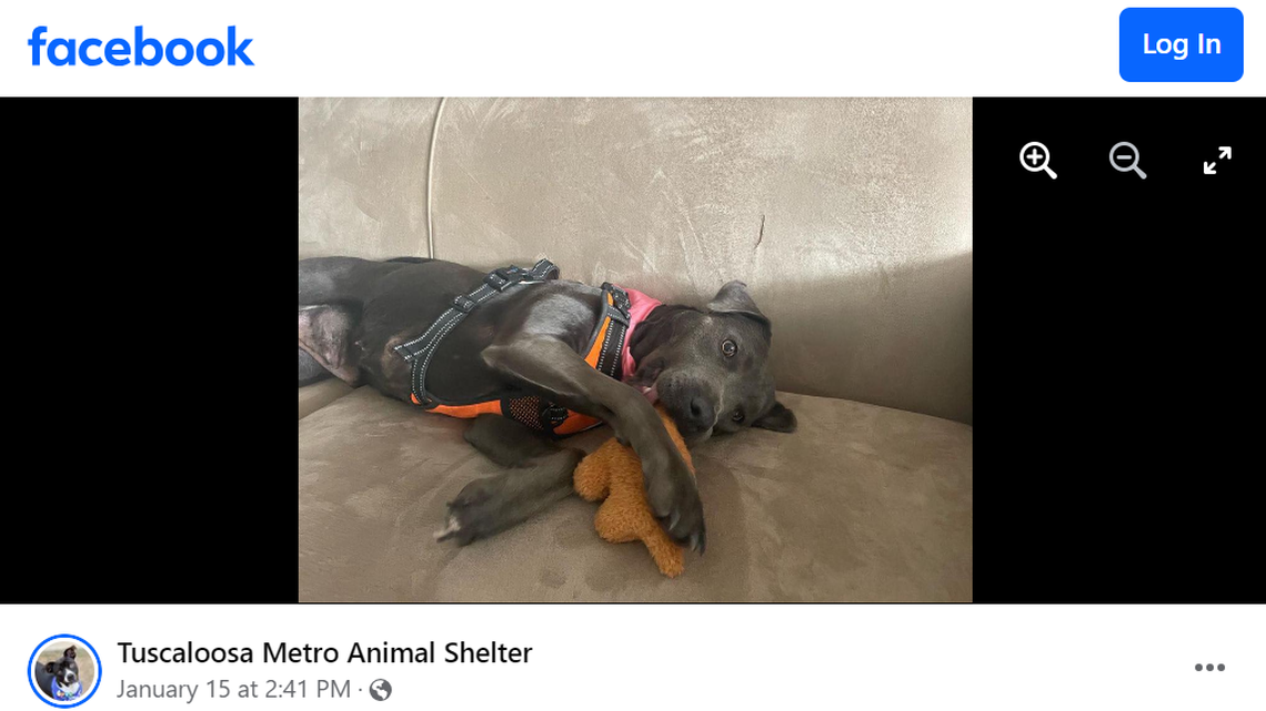 Khaleesi is the longest resident at an Alabama animal shelter, having spent more than 175 days there. She’s looking for a forever home.