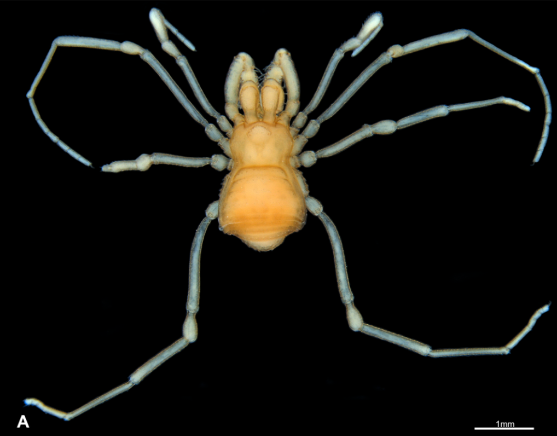 Notably, it will play dead when threatened, researchers said.