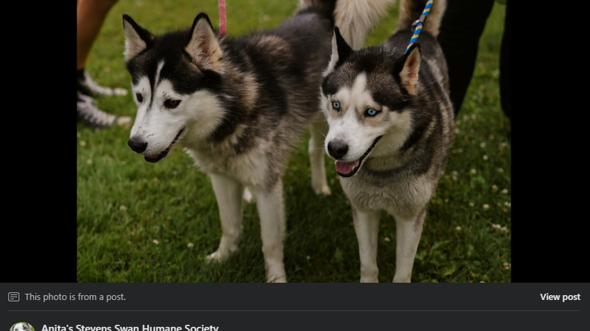 Oso (right) and Zeus are bonded huskies patiently waiting to be adopted from a shelter in Utica, New York.