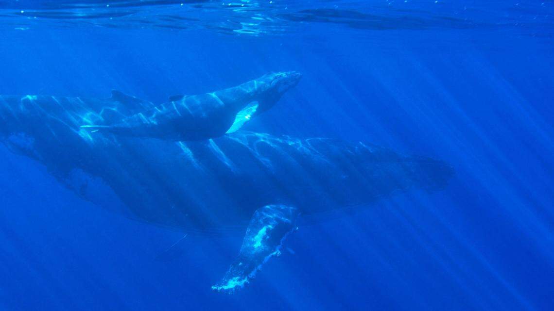 Humpback whale calves communicate with their mothers with “burping, barking and snorting sounds,” according to a new study.