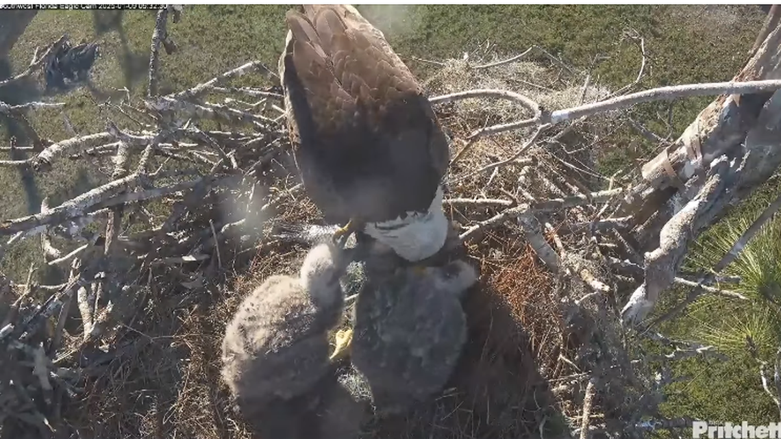 Bald eaglets E24 and E25 were eating well and getting along with each other before E24 unexpectedly died in southwest Florida, the eagle cam administrators shared.
