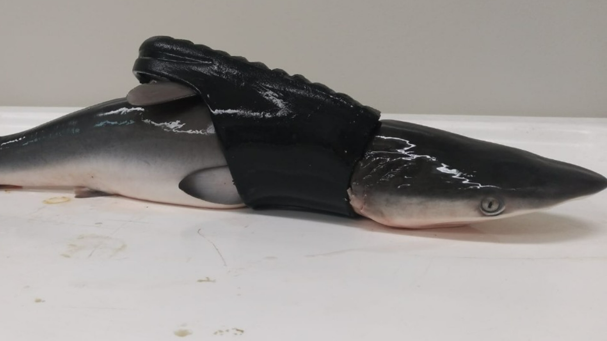 A Caribbean reef shark was found dead after it became trapped in a plastic shoe, the Cayman Islands Department of Environment reports.