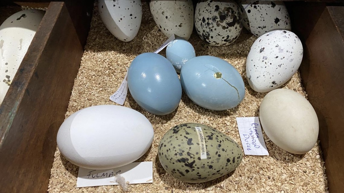 About 5,000 eggs were recently seized by U.K. officials as part of an effort to crack down on illegal wildlife trade.
