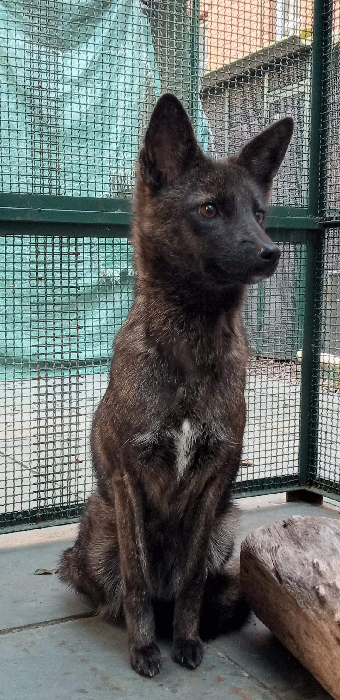 The animal was initially cautious around humans but eventually allowed people to pet her, researchers said.