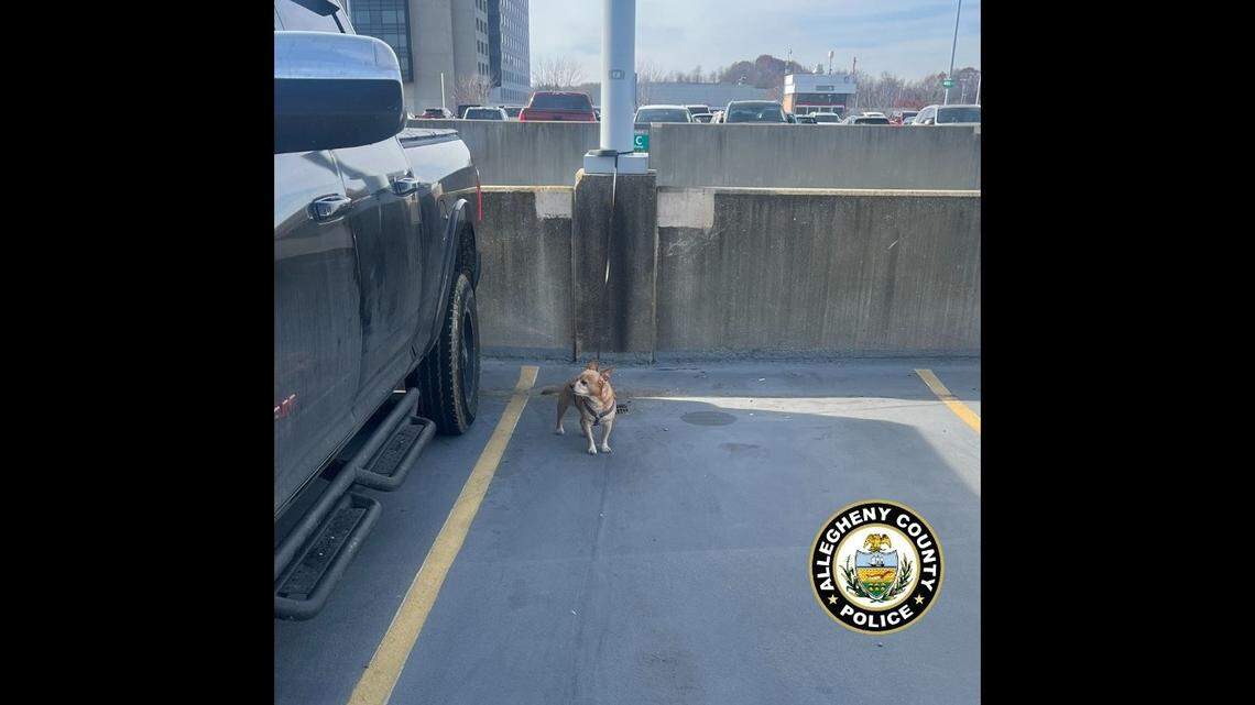 A West Virginia man faces charges after Pennsylvania police said a dog was found at the Pittsburgh airport parking garage as the man likely got on a flight.