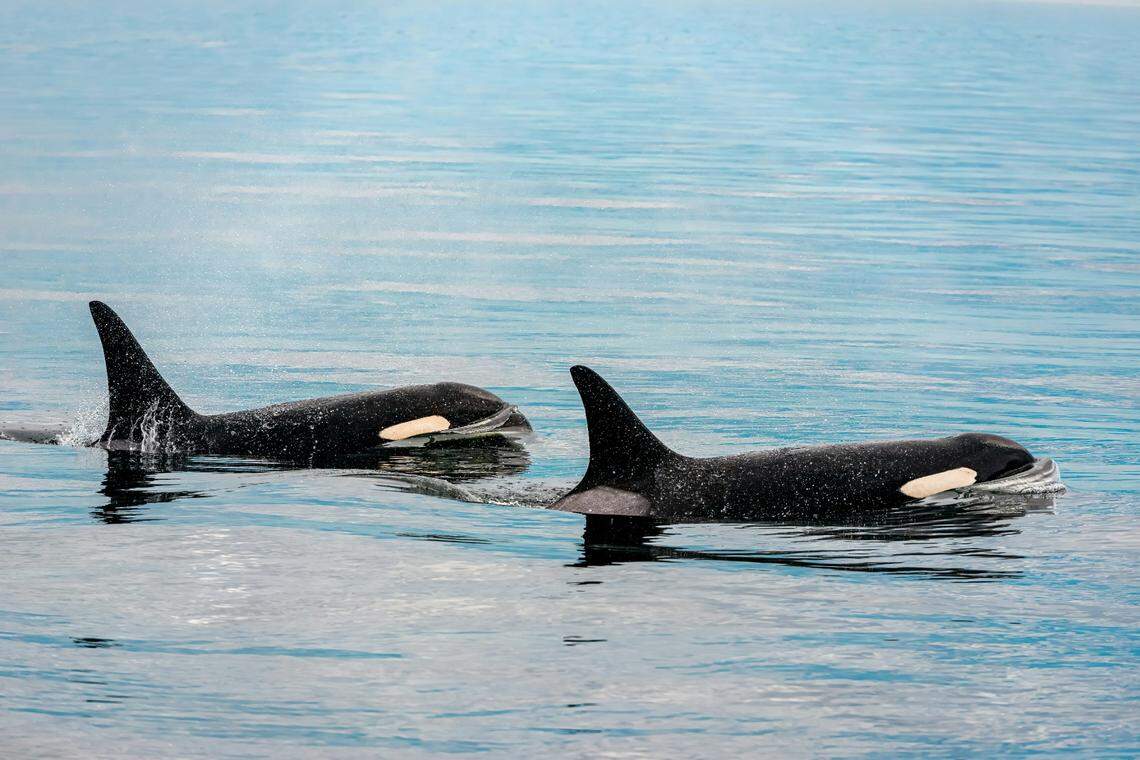 Killer whales were seen “kissing” for the first time in the wild, according to a new study. The intimate behavior was recorded by snorkelers in Norway.