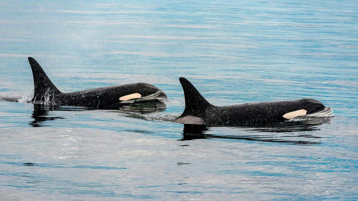 Killer whales were seen “kissing” for the first time in the wild, according to a new study. The intimate behavior was recorded by snorkelers in Norway.