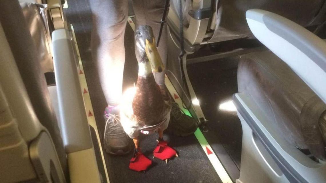 Daniel, an ‘emotional support’ duck, caught a flight between Charlotte and Asheville, N.C.