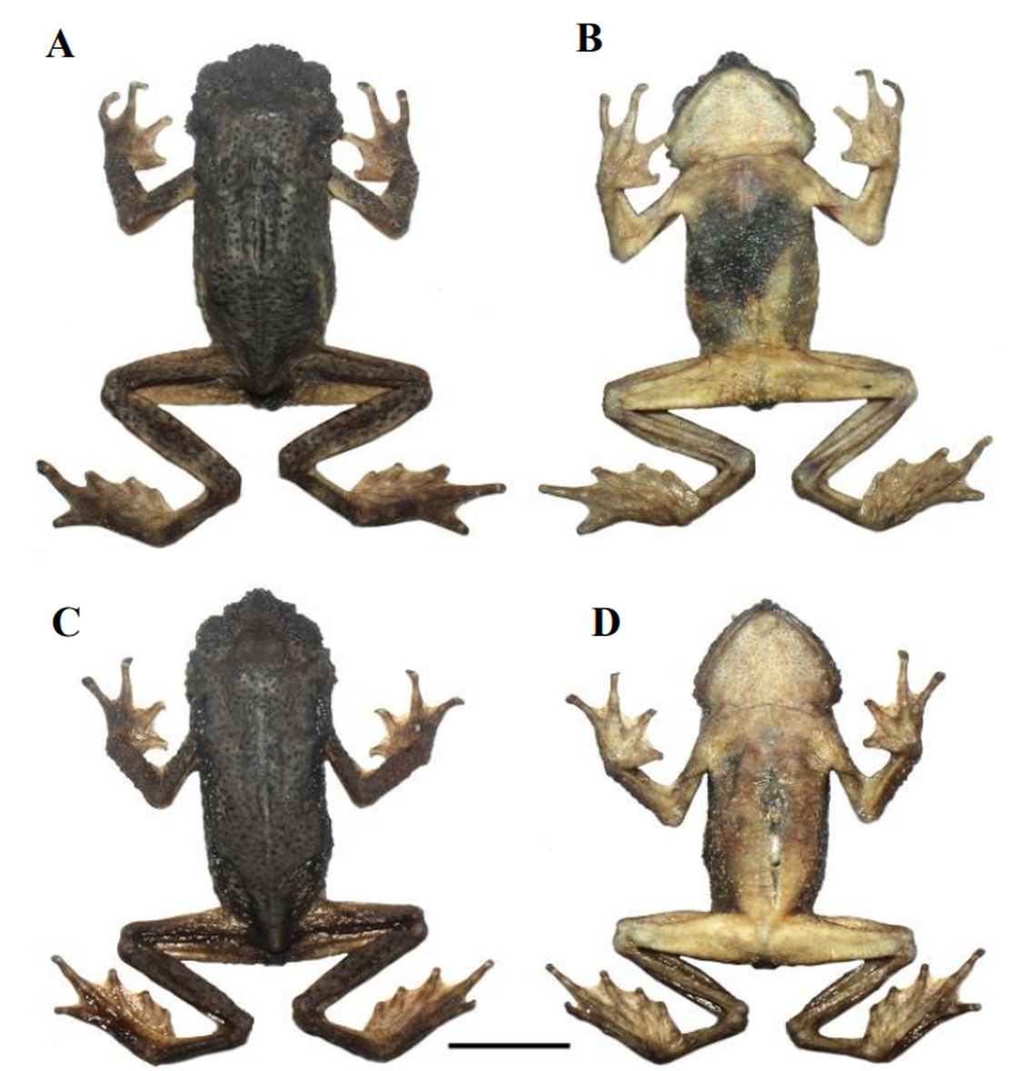 The toads were found in crevices in an Indian jungle, according to the study.
