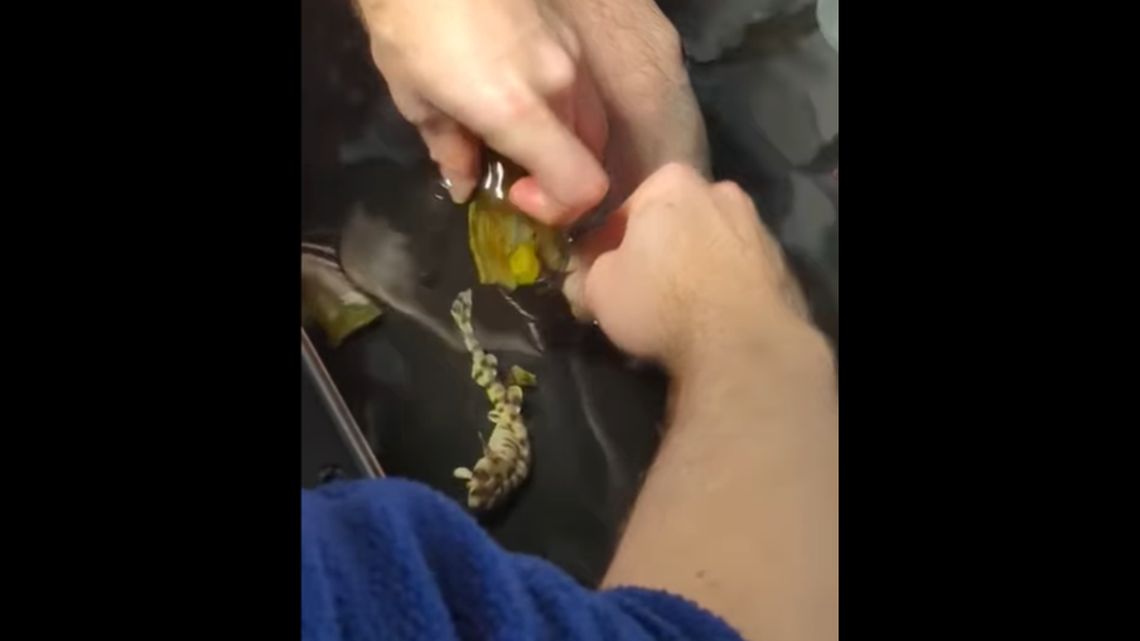 A swell shark hatched at Shreveport Aquarium in Louisiana after an egg was found in an all-female tank.