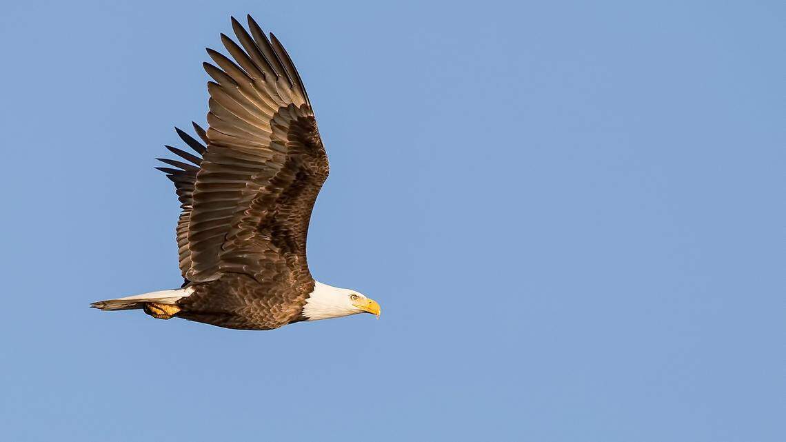 The bald eagle was never officially our national bird. That’s about to change