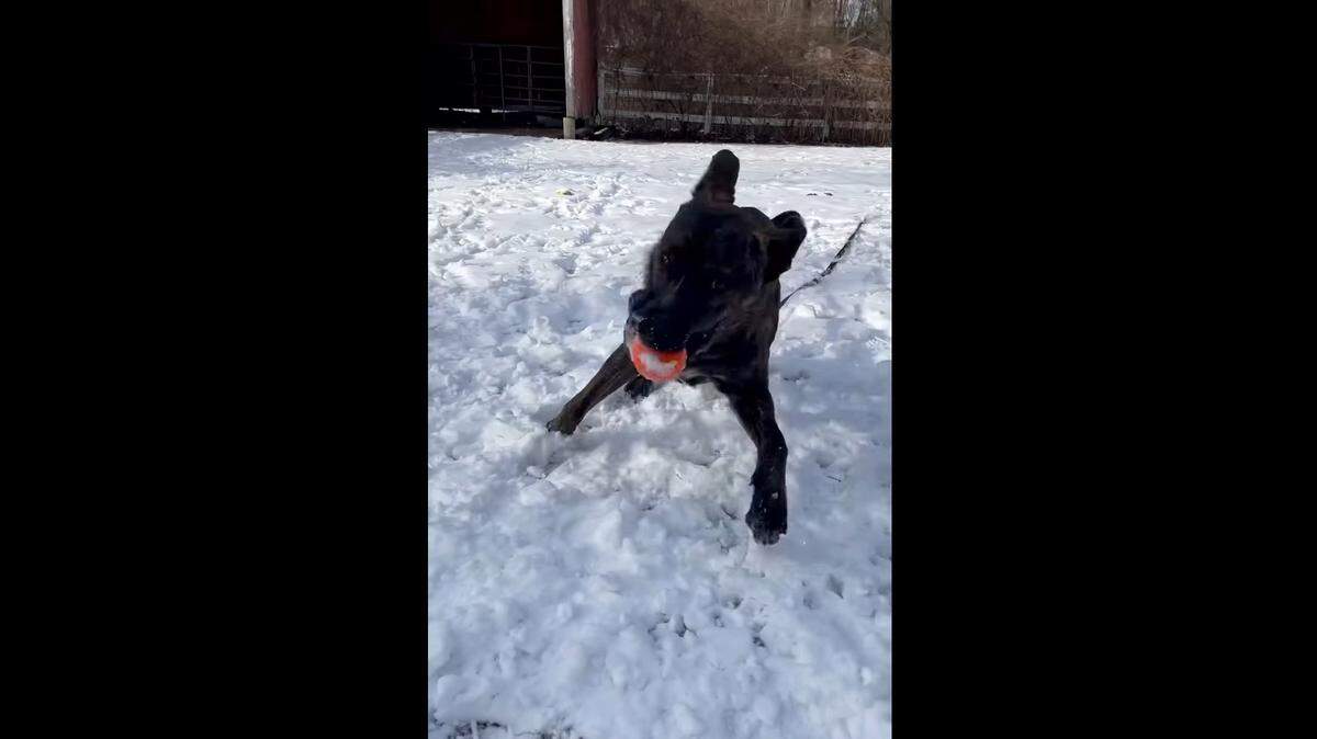 Dogs that likely spent most of their lives on the West Coast enjoy their first snow day in the Northeast, video shows.