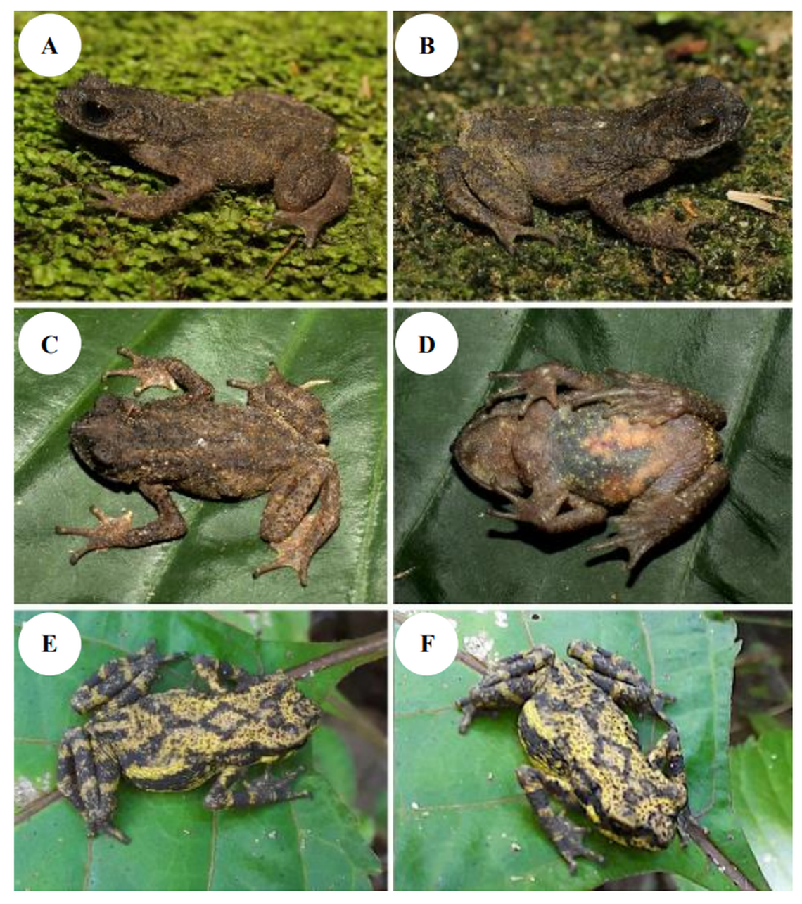 The creatures are likely critically endangered, the study said.