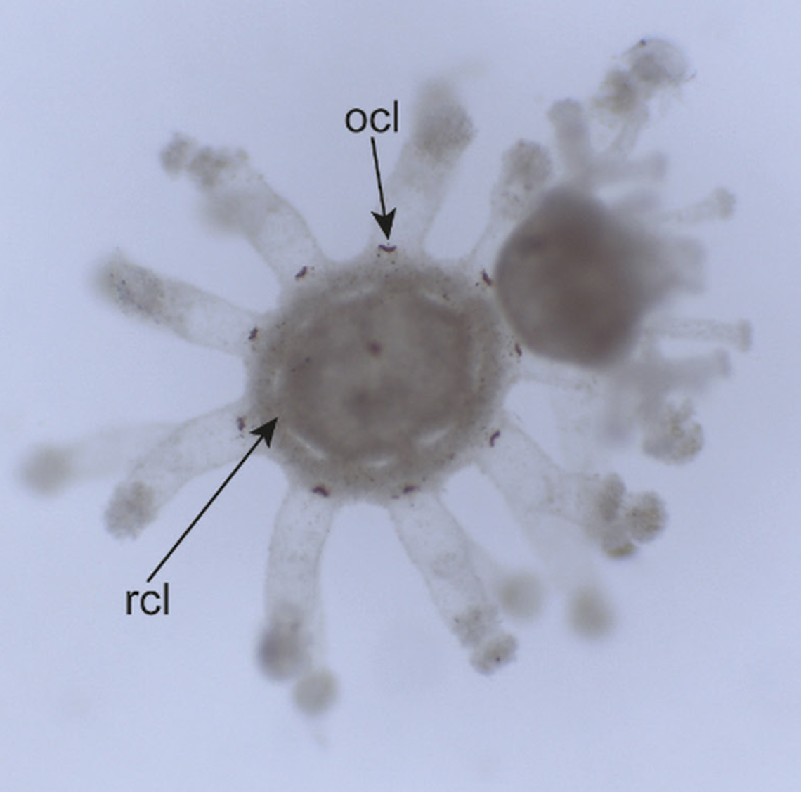 Close up image of Staurocladia dzilamensis