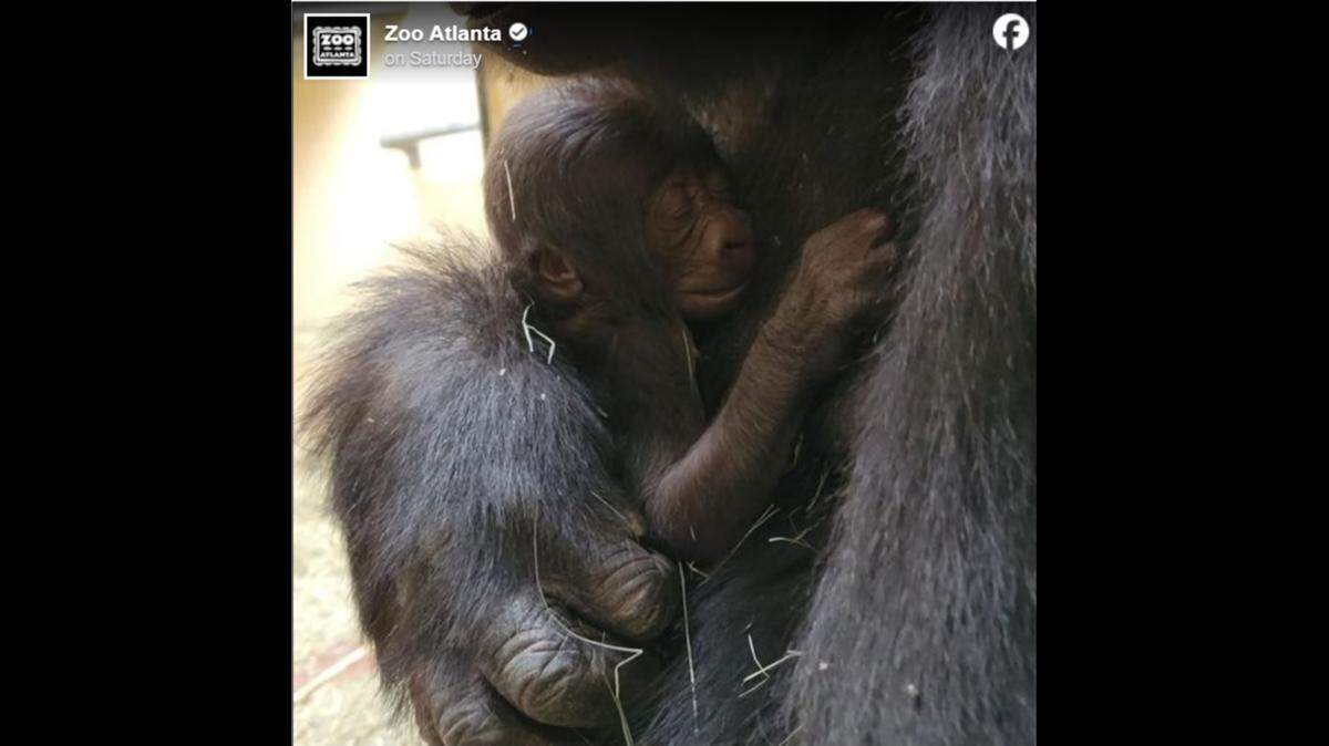A western lowland gorilla at Zoo Atlanta welcomed a “healthy” baby girl, marking the 26th gorilla born at the Georgia zoo, officials said.