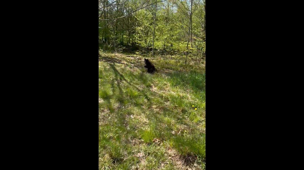 An orphaned bear cub that defied the odds and “survived a very cold winter alone” in upstate New York “packed on the pounds” and returned to the wild, video shows.