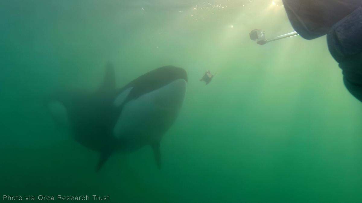 In a newly published study, researchers documented more than two dozen cases of orcas giving prey to humans. What’s behind this curious behavior?