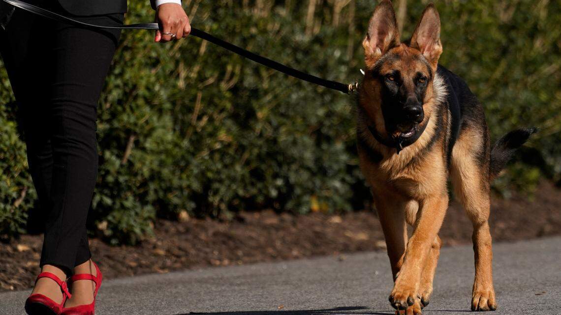 Biden’s dog booted from White House. Lions, tigers and bear came before him — literally