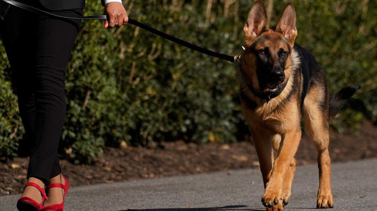 President Joe Biden and first lady Jill Biden’s dog Commander was removed from the White House following biting incidents, according to multiple reports. (AP Photo/Carolyn Kaster)