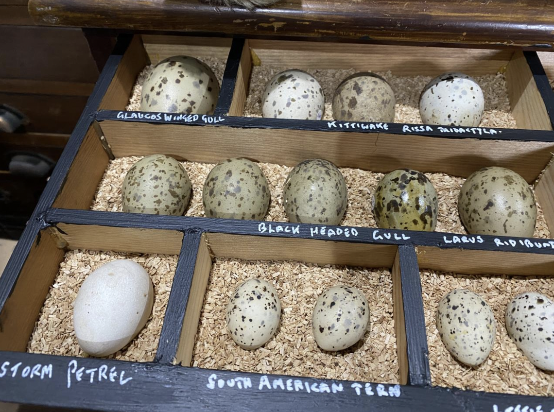 Some of the eggs seized by U.K. authorities