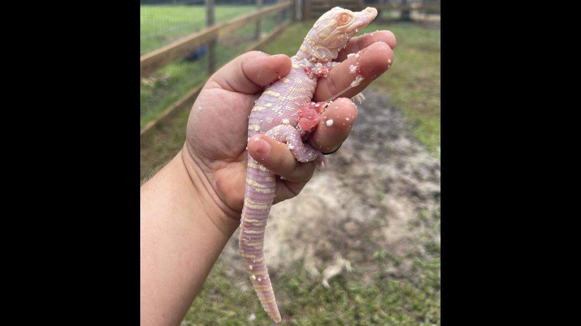 The baby hatched under the care of the Croc Squad after about two months of incubation, the park said.