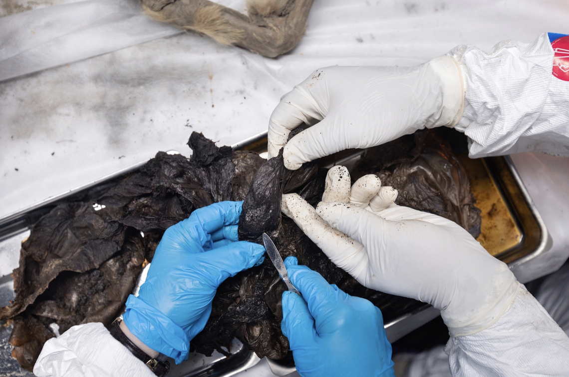 During the necropsy, scientists searched for signs of ancient viruses and bacteria.