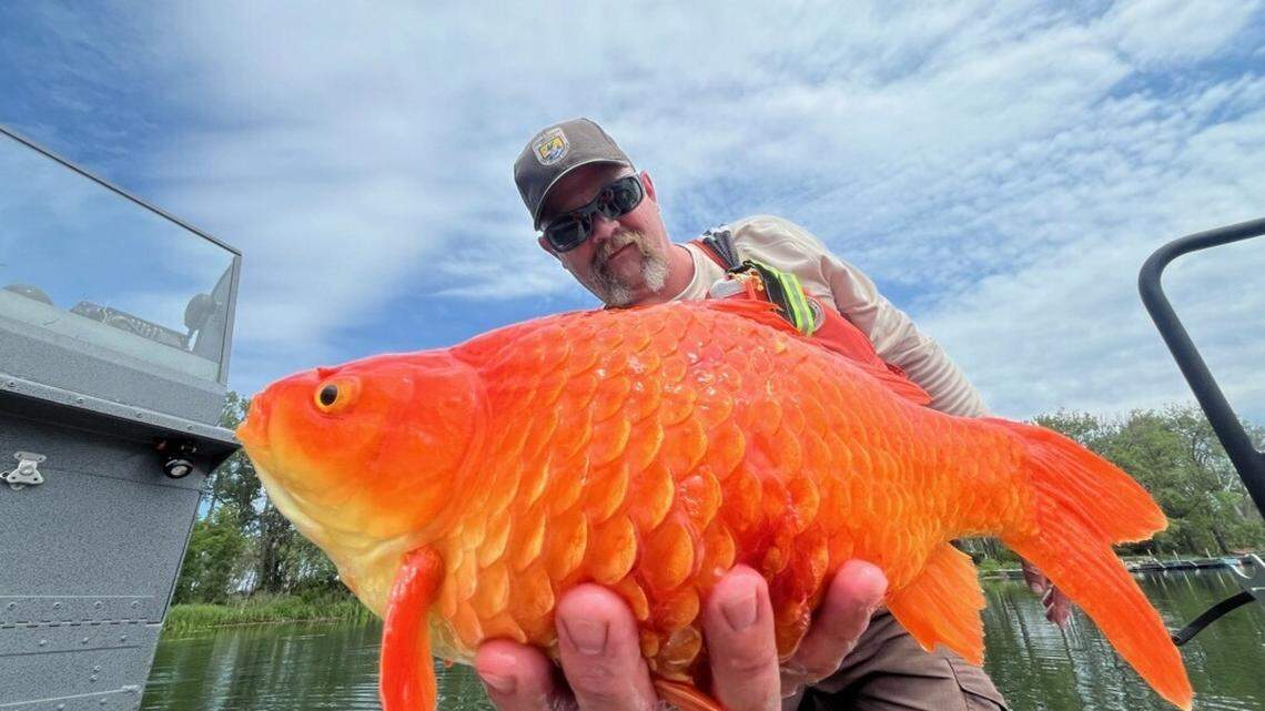 The pet store goldfish, now huge from living in the wild, was found in a waterway in Presque Isle State Park, wildlife officials said.