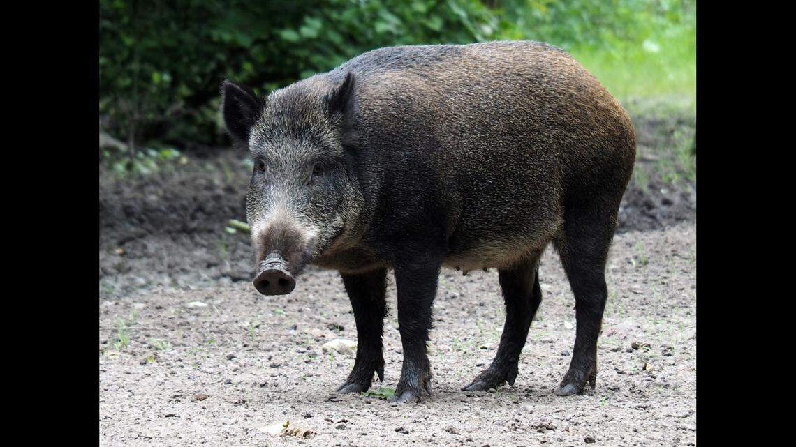 A group of hog hunters is accused of breaking the law by catching wild hogs in Texas and turning them in for competitions in Louisiana.
