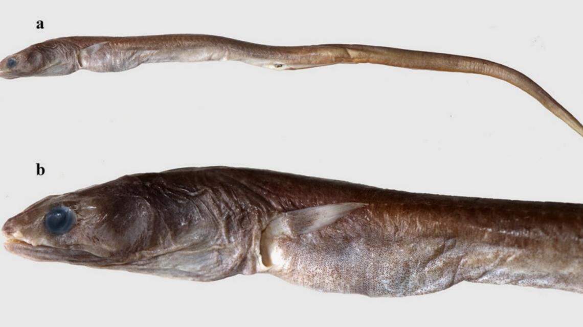 Anglers captured a previously unknown species of deep-sea eel off the coast of India, according to a new study.