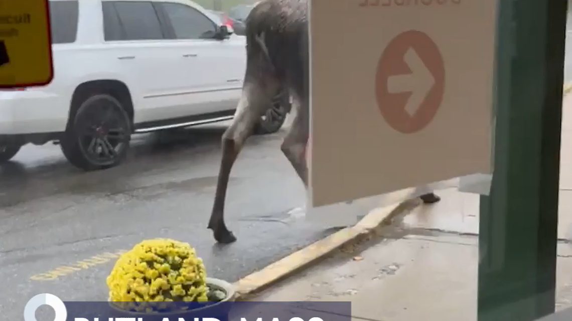 A hoofed “special visitor” showed up in the drop-off line at a Massachusetts elementary school, video shows.