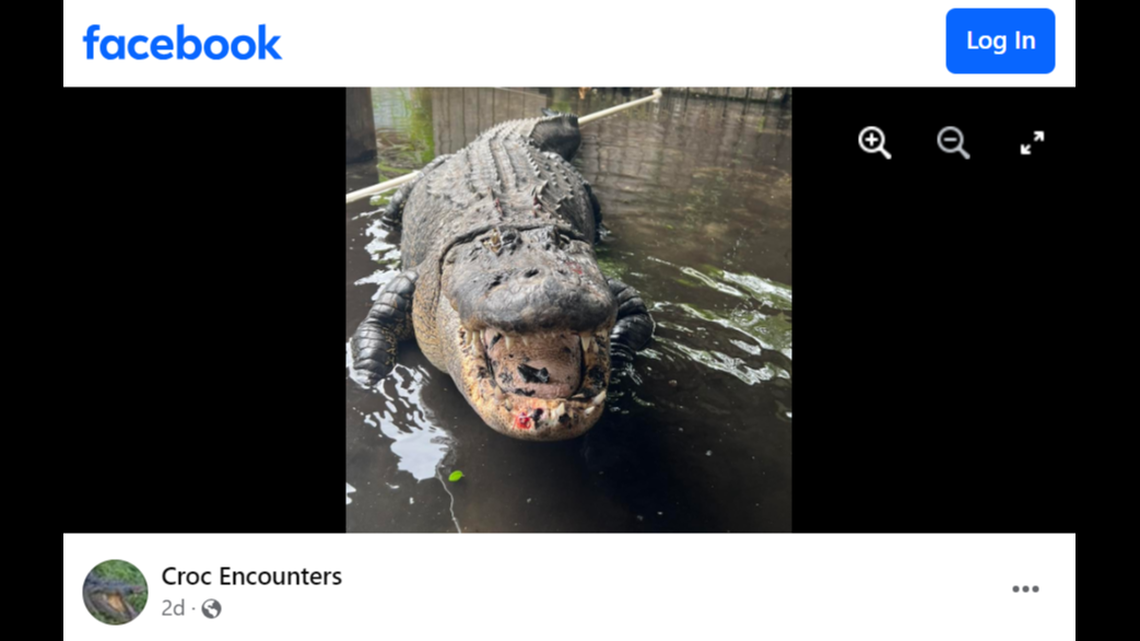 A 9-foot gator living in a retention pond for years has been relocated to a new home after humans began feeding him, a Tampa crocodile and alligator rescue farm said.