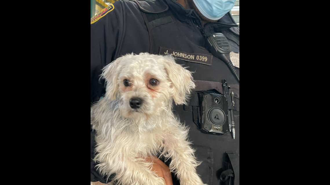 The dog was taken in by a local shelter while waiting to find its owner, New Jersey Transit Police said.