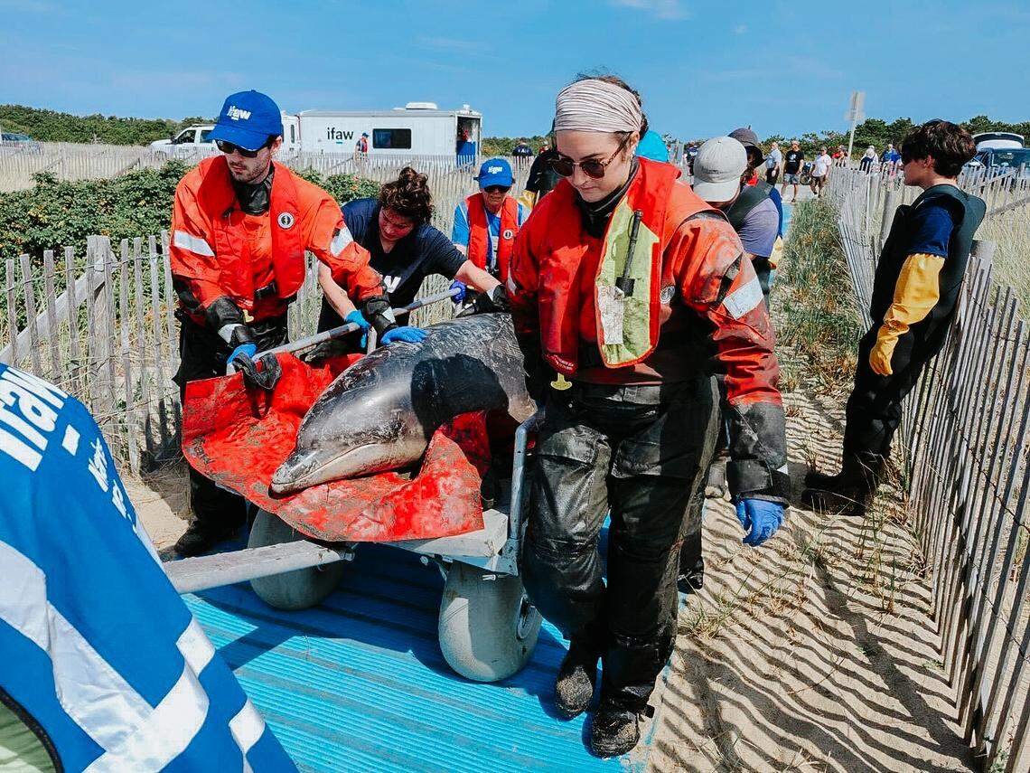 Cape Cod has seen a surge in strandings in recent months. Experts say it is due to the area’s unique topography.